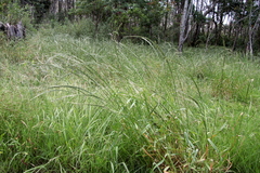 Lolium multiflorum