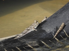 Periophthalmus argentilineatus