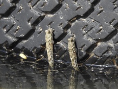 Periophthalmus argentilineatus