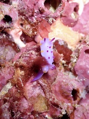 Mexichromis macropus