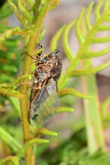 Gelidea torrida