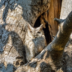 Otus bakkamoena