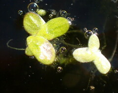 Lemna minuta