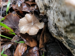 Marasmius albogriseus