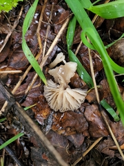 Marasmius albogriseus