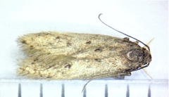 Scrobipalpopsis petrella