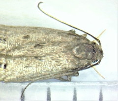 Scrobipalpopsis petrella