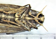 Scrobipalpopsis petrella