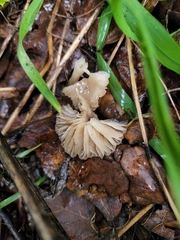 Marasmius albogriseus