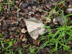 Marasmius albogriseus