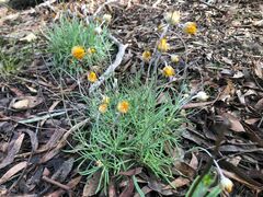 Leucochrysum albicans albicans