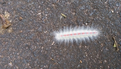 Lepidoptera