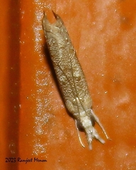 Culladia hastiferalis
