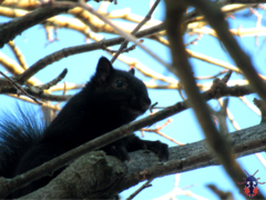 Sciurus carolinensis