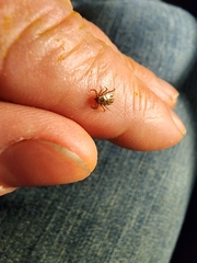 Dermacentor albipictus