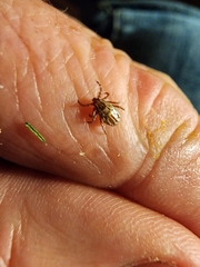 Dermacentor albipictus