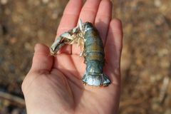 Upogebia pugettensis