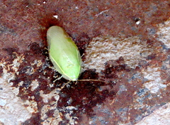 Panchlora nivea