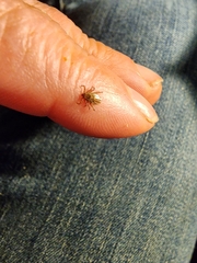 Dermacentor albipictus