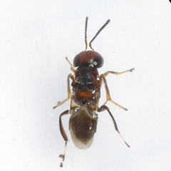 Encyrtus