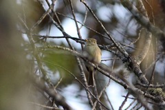 Empidonax affinis