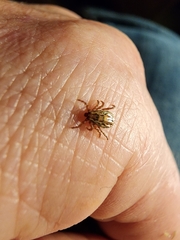 Dermacentor albipictus