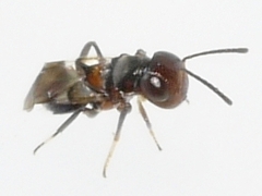 Encyrtus