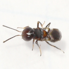 Encyrtus