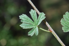 Sidalcea sparsifolia