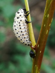 Chrysomela populi