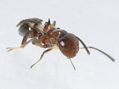 Encyrtus