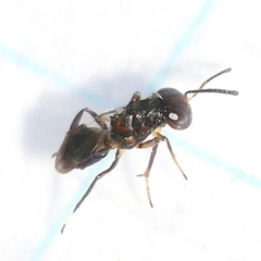 Encyrtus