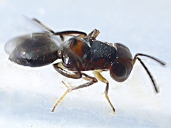 Encyrtus