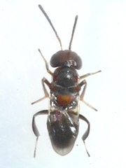 Encyrtus