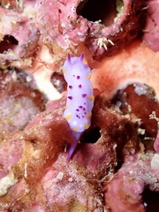 Mexichromis macropus