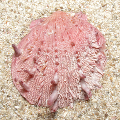 Spondylus