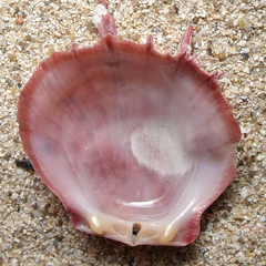 Spondylus