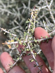 Condalia spathulata