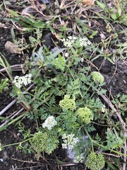 Cnidium monnieri formosanum