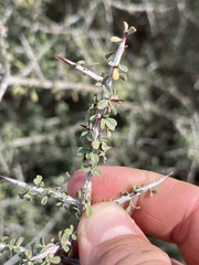 Condalia spathulata