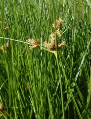 Bolboschoenus caldwellii