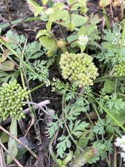 Cnidium monnieri formosanum