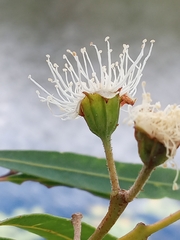 Angophora floribunda