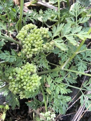 Cnidium monnieri formosanum