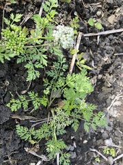 Cnidium monnieri formosanum
