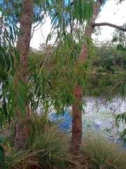 Angophora floribunda