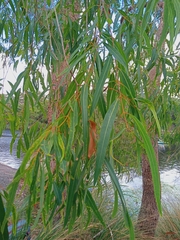 Angophora floribunda