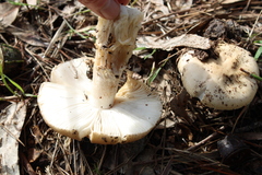 Amanita velosa