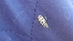 Astylus atromaculatus