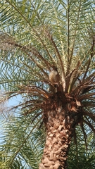 Callosciurus finlaysonii